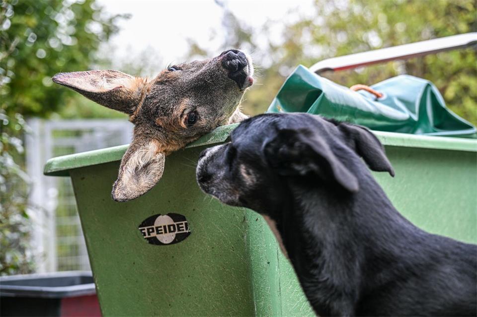 Das Reh wird an die Hunde im Tierheim verfüttert. Jason Tschepljakow/dpa