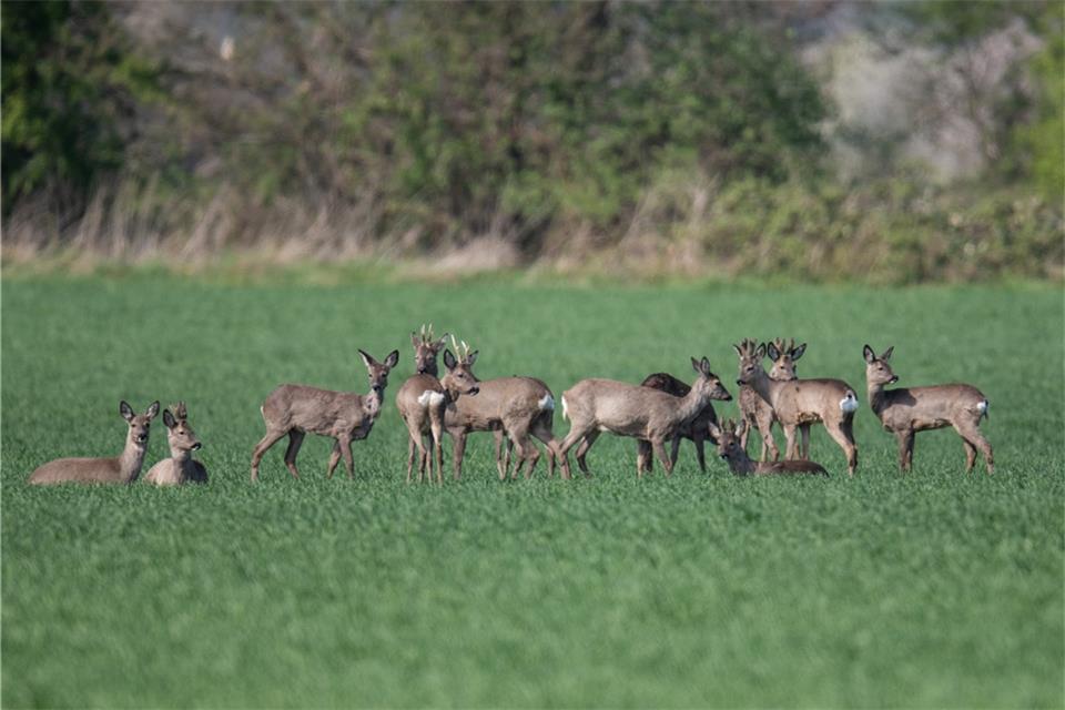 Das Rehwild findet in der Region gute Lebensbedingungen vor; dementsprechend gibt es hohe Bestände.