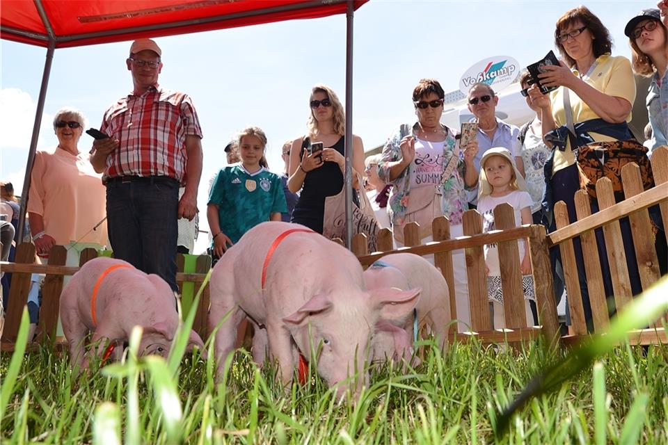 Das Rennen der Ferkel gehörte beim Bauernmarkt auf dem Hof Süthold wieder zu den Attraktionen.