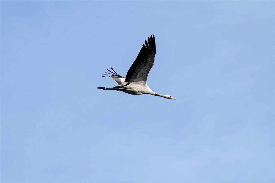 Das Risiko der Vogelgrippe gibt es auch in Hessen. (Archivbild)Fabian Sommer/dpa