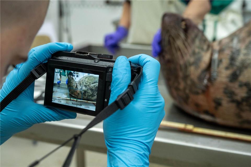 Das Robbensterben im vergangenen Herbst gibt weiter Rätsel auf. (Archivbild)Stefan Sauer/dpa