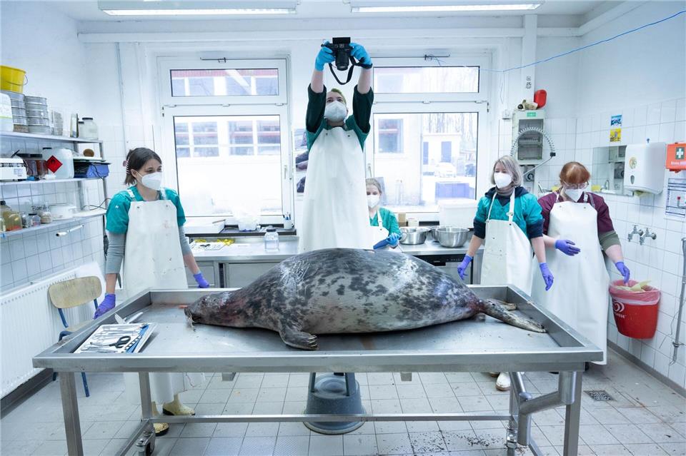 Das Robbensterben vor Rügen im Herbst 2024 hat aufwendige Ermittlungen nach sich gezogen. (Archivbild)Stefan Sauer/dpa