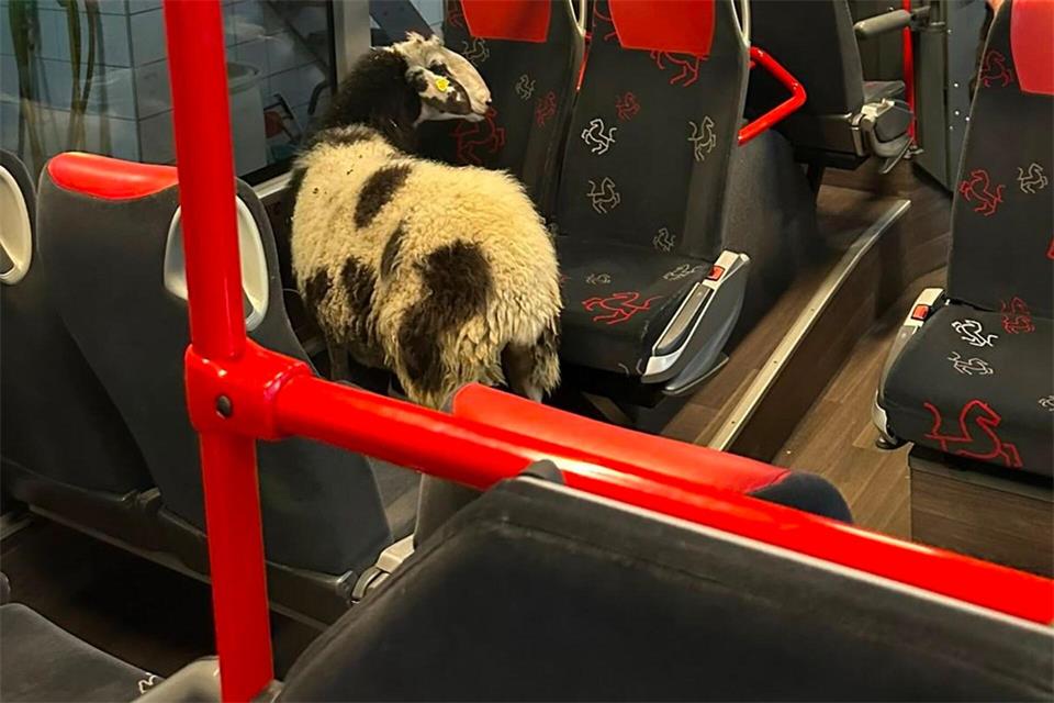 Das Schaf hatte es sich zwischen den Sitzes eines Vierers im Bus bequem gemacht. Polizei Coesfeld/dpa