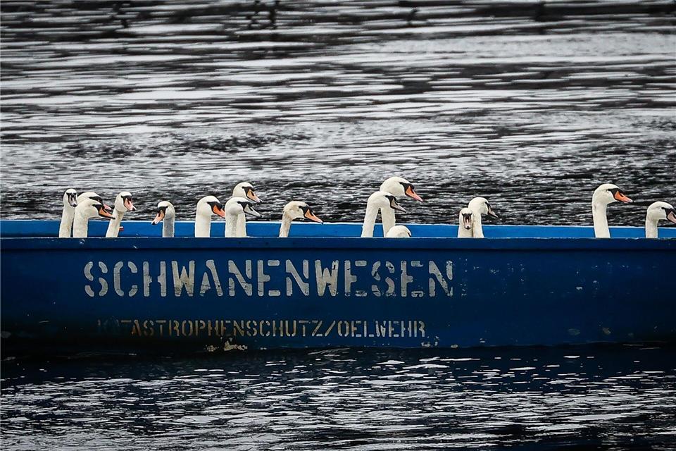 Das Schwanenwesen kümmert sich um Schwäne. So weit, so klar. Doch da ist noch viel mehr. (Archivbild)Christian Charisius/dpa