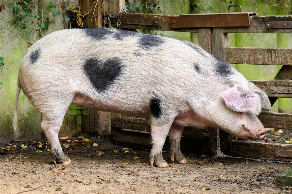 Das Schwein Wilma aus dem Zoo Hannover hat auf seiner rechten Seite einen herzförmigen Fleck. (Archivbild)Julian Stratenschulte/dpa