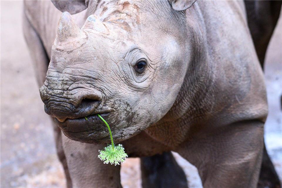 Das Spitzmaulnashorn-Weibchen Malia, hier 2024 als Jungtier zu sehen, verlässt den Magdeburger Zoo. (Archivbild)Klaus-Dietmar Gabbert/dpa