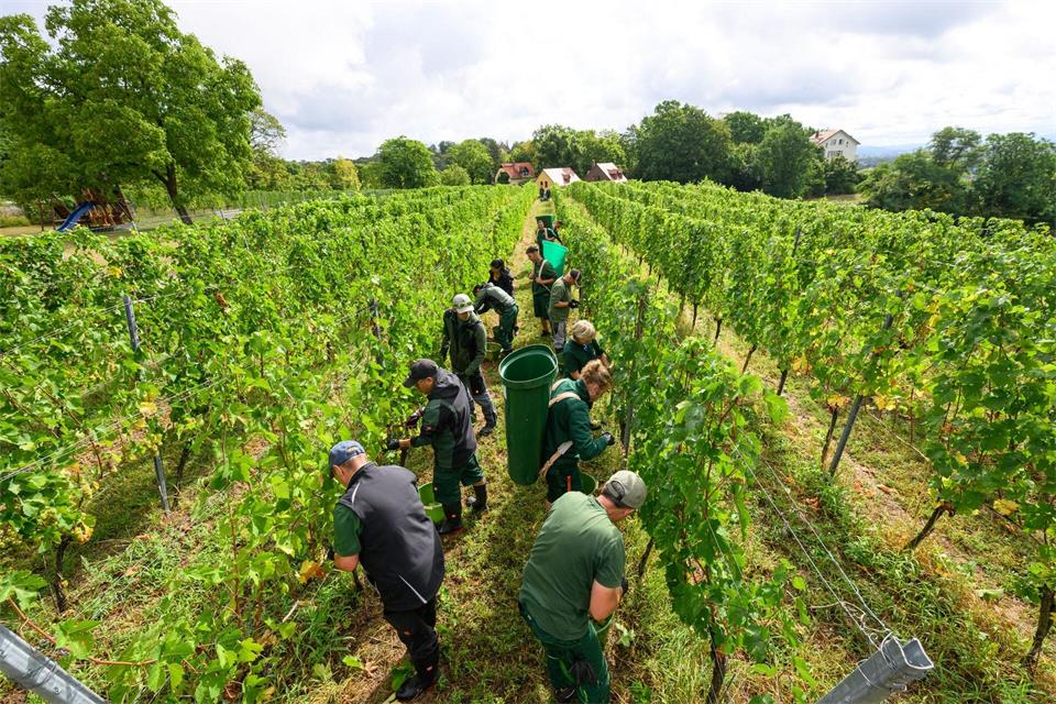 Das Staatsweingut Schloss Wackerbarth hat mit der Weinlese begonnen.Robert Michael/dpa