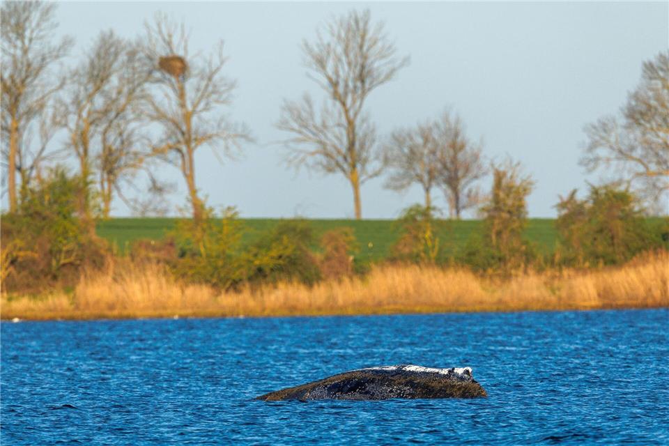 Das Team der privaten Rettungsinitiative hat mit personellen Ausfällen zu kämpfen. Jens Büttner/dpa