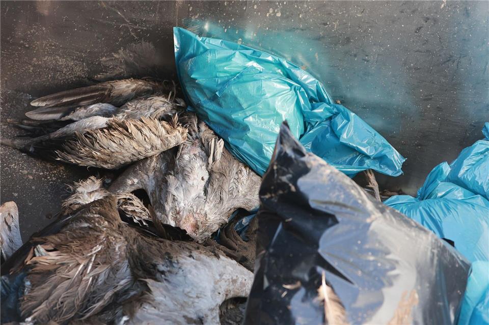 Das Thüringer Ufer des Stausees Kelbra darf nach den dort bestätigten Vogelgrippe-Fällen nun nicht mehr betreten werden. (Archivbild)Matthias Bein/dpa
