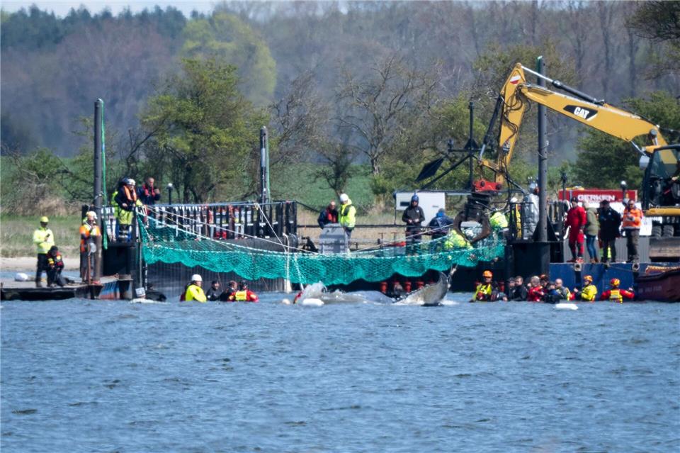 Das Tier bewegte sich durch eine zuvor ausgebaggerte Rinne in die sogenannte Barge, nachdem Helfer ihn zuvor mit Gurten in diese Richtung gezogen hatten.Philip Dulian/dpa