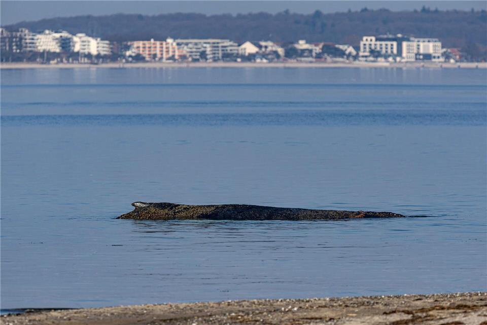 Das Tier ist in der Nacht auf eine Art Sandbank aufgeschwommen. Ulrich Perrey/dpa
