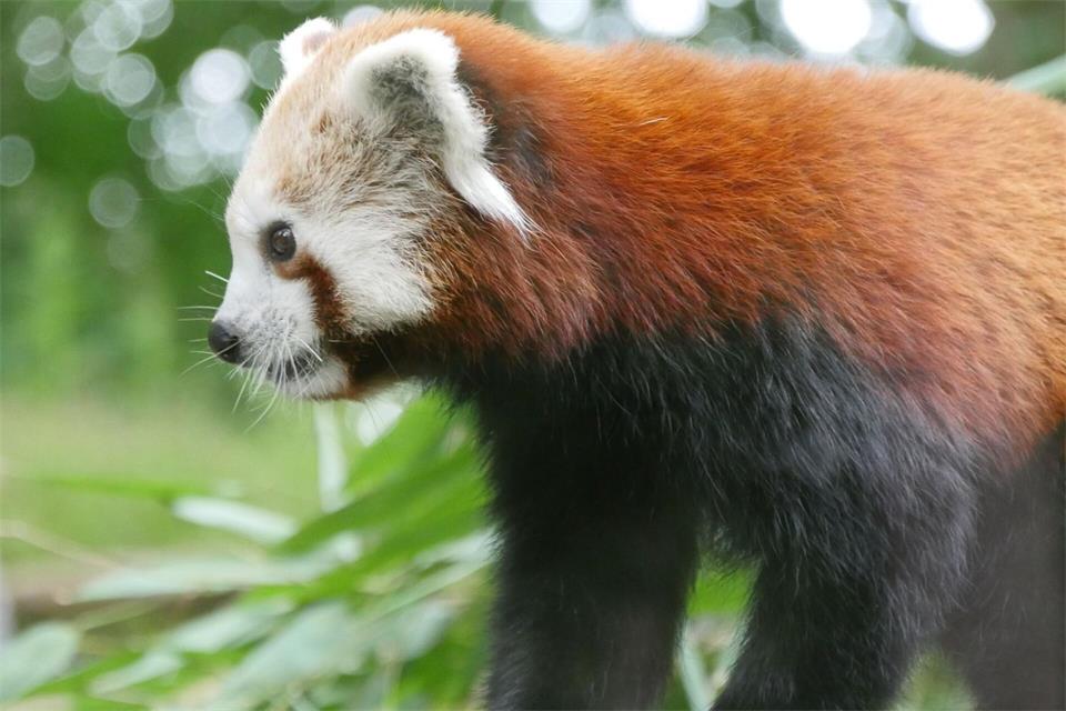 Das Tier musste eingeschläfert werden. Matthias Drübbisch/Zoo Rostock/dpa