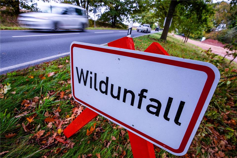 Hirsch durch Windschutzscheibe geschleudert - Mann tot  Das Tier war zunächst von einem Auto erfasst worden. (Symbolbild)Jens Büttner/dpa