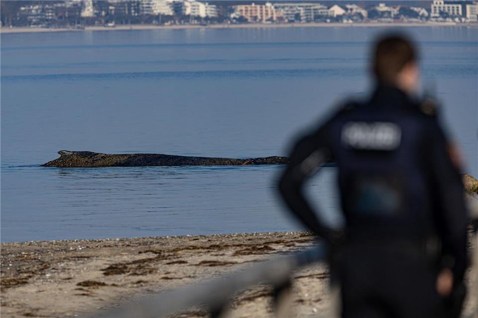 Das Tier wurde in der Nacht zum Montag laut Polizei im Wasser vor dem Ortsteil Niendorf in Timmendorfer Strand entdeckt.Ulrich Perrey/dpa