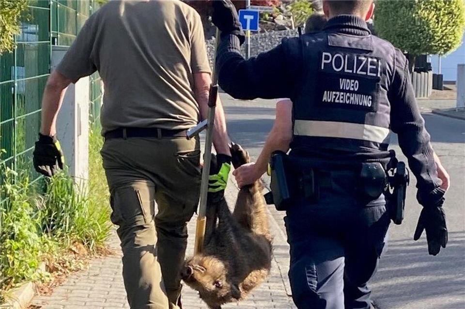 Das Tier wurde wohlbehalten im Wald ausgesetzt. -/Polizeiinspektion Bad Ems/dpa