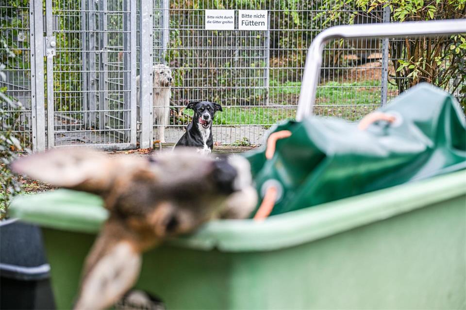Das Tierheim Reutlingen verfüttert Unfallwild an Hunde.Jason Tschepljakow/dpa