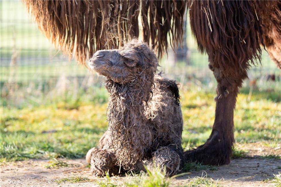 Das Trampeltier-Fohlen wenige Stunden nach seiner GeburtBirger Meierjohann/Wilhelma Stuttgart/dpa