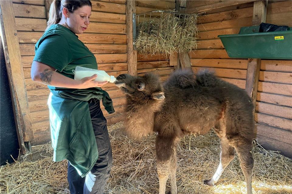 Das Trampeltierjunge entwickelt sich nach Angaben des Zoos zufriedenstellend.Marieke Groß/Neunkircher Zoo/dpa