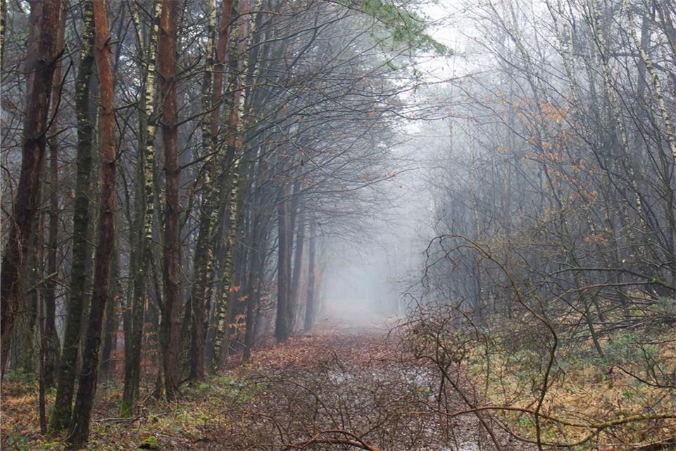 Das Umgestalten eines Fichten- in Mischwald ist eine der Maßnahmen, die als Ausgleich für Eingriffe in die Natur anerkannt wird.