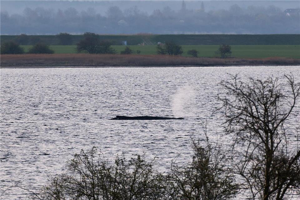 Das Umweltministerium Mecklenburg-Vorpommern hat entschieden, den Wal vor der Insel Poel weiter in Ruhe zu lassen. (Archivbild)Marcus Golejewski/dpa