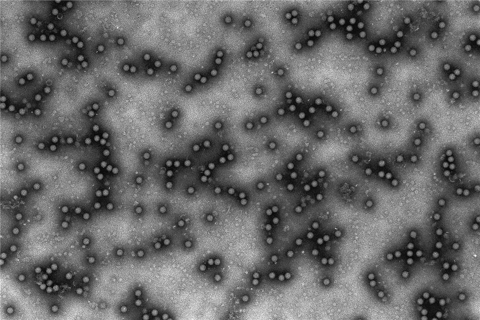 Das Virus ist für Tiere hochansteckend, für Menschen aber ungefährlich. (Archivbild)Granzow/Friedrich-Loeffler-Institut /dpa