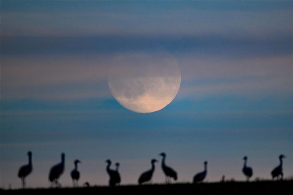 Das Vogelgrippe-Virus tritt vermehrt bei Kranichen auf. (Symbolbild)Patrick Pleul/dpa