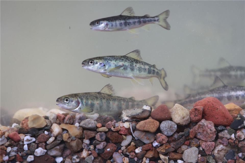 Das Wanderfischprogramm besteht in Sachsen-Anhalt seit 2009 mit dem Ziel, Lachse und Meerforellen wieder in ihren ursprünglichen Heimatgewässern anzusiedeln.Matthias Bein/dpa