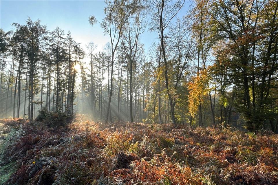Das Wandern in der Hohen Mark ist auch im Herbst und Winter beliebt.
