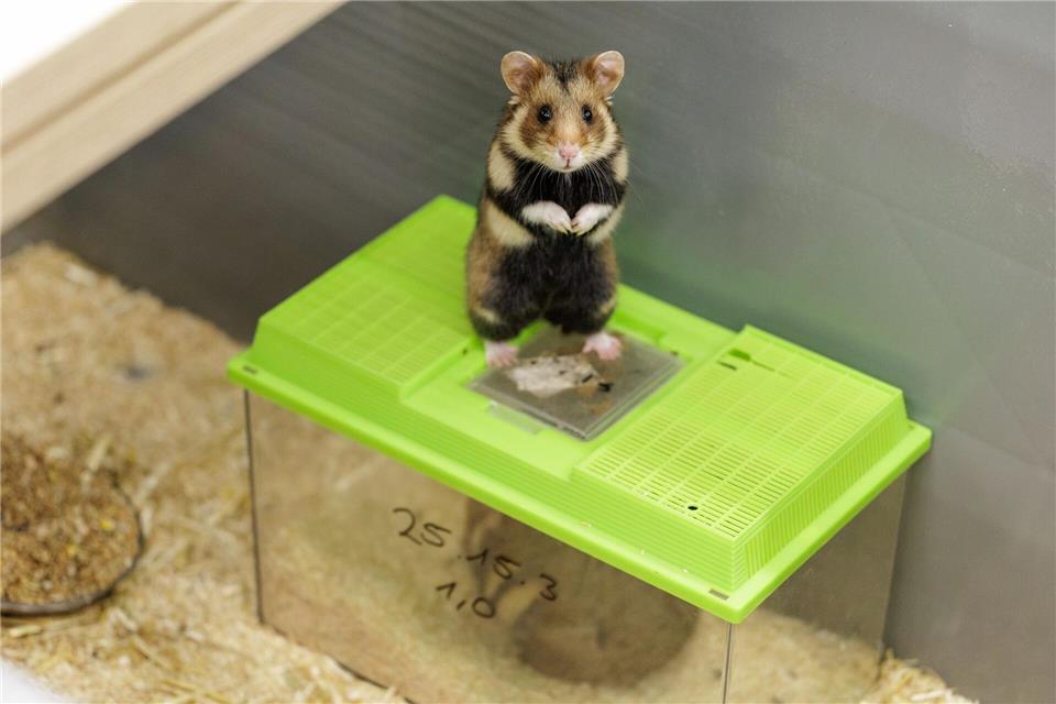 Das Weibchen ist auf die noch verschlossenen Behälter gesprungen. Sie bekundet damit ihr Interesse an dem Männchen. David Ebener/dpa