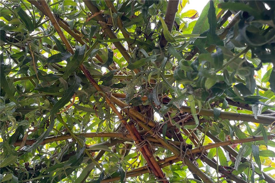 Das Weidentipi im Garten entsteht durch das Einpflanzen von zehn frischen, biegsamen Weidenruten.DIY Academy/dpa-tmn