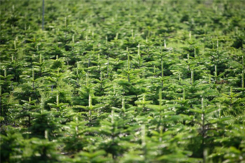 Das Weihnachtsbaum-Angebot ist auch in Brandenburg zurückgegangen. (Archivbild)Soeren Stache/dpa