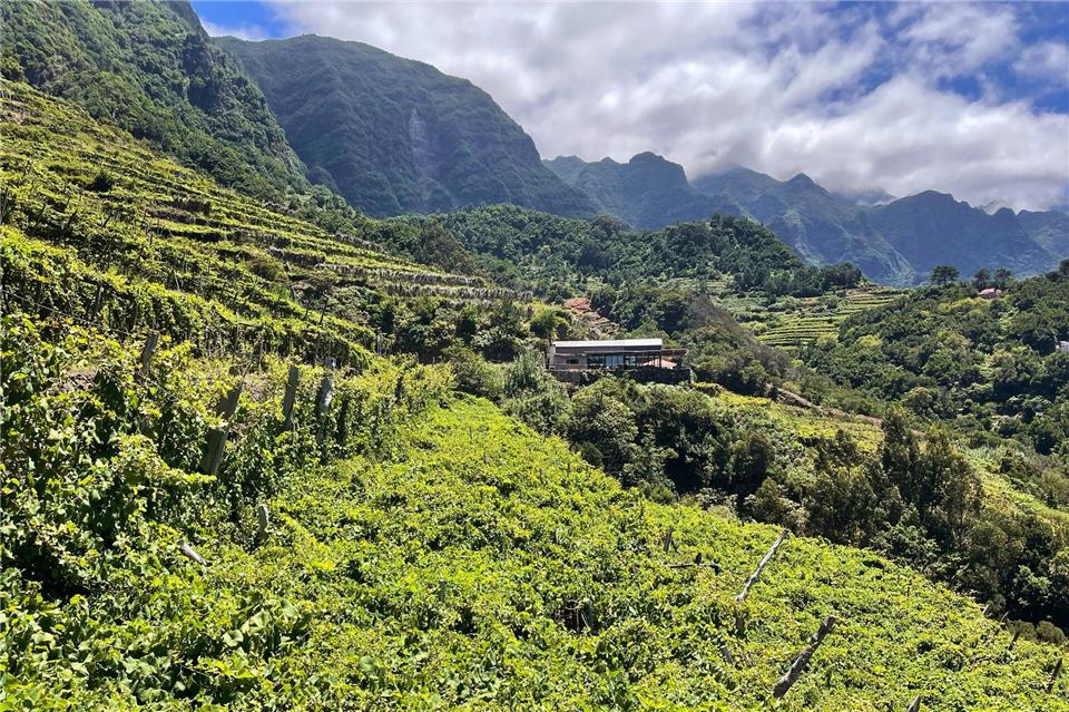 Das Weingut Quinta do Barbusano liegt im Tal São Vicente. Auch hier können Gäste bei der Weinlese helfen.Manuel Meyer/dpa-tmn