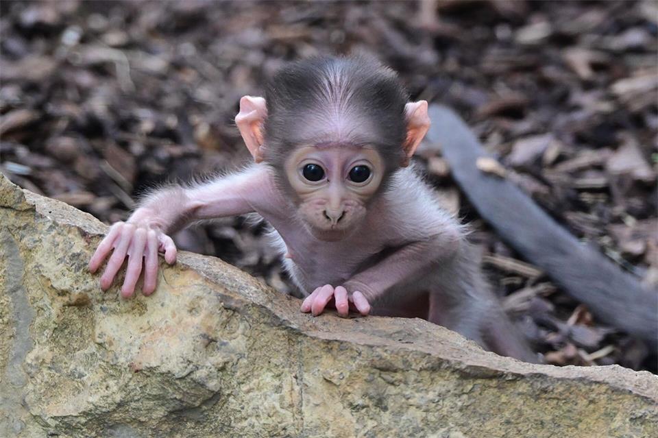 Das Weißscheitelmangaben-Mädchen entwickle sich gut und mache einen gesunden Eindruck, so der Zoo.Andreas Traxler/Zoo Heidelberg/dpa