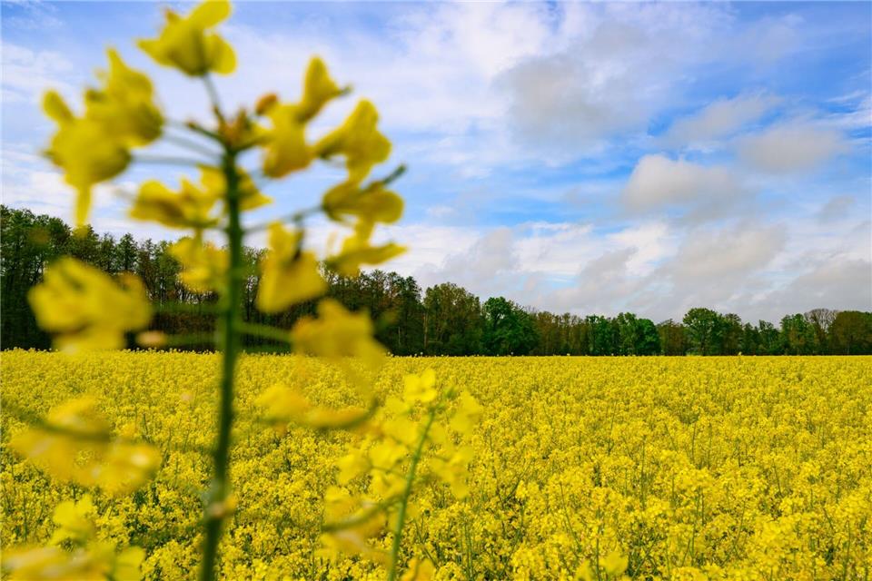 Das Wetter am Wochenende wird von Sonne und Wolken bestimmt. Es bleibt weitgehend trocken. (Archivbild)Patrick Pleul/dpa/ZB