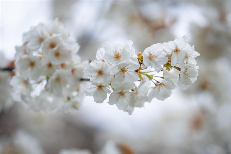 Das Wetter an Ostermontag wird überwiegend freundlich. (Archivbild)Christoph Schmidt/dpa