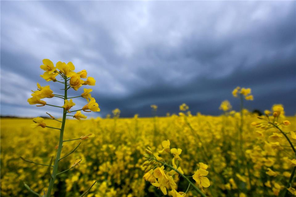 Das Wetter bleibt erstmal wechselhaft. (Archivbild)Thomas Warnack/dpa