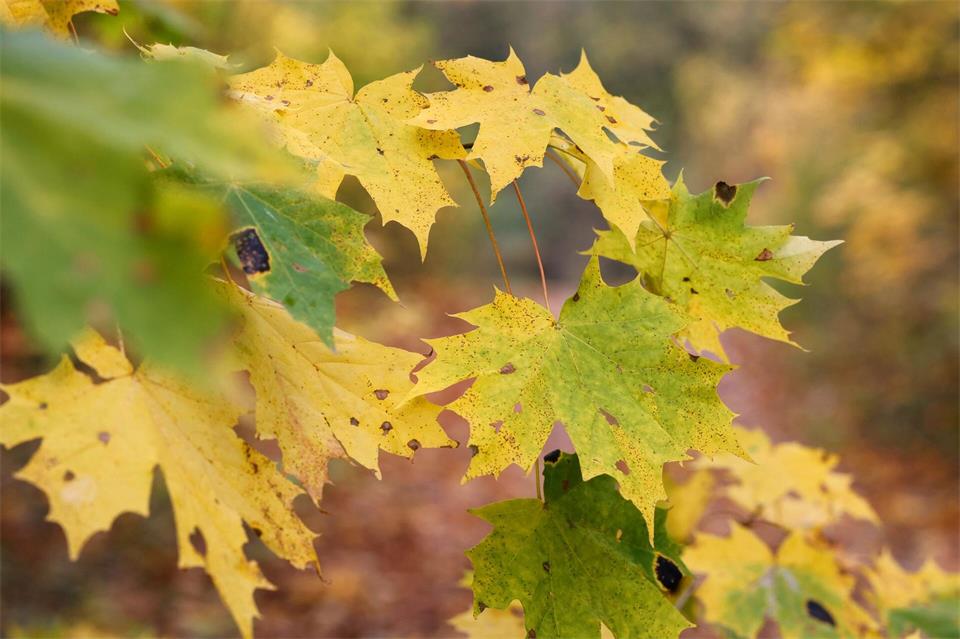 Das Wetter bleibt herbstlich bei milden Temperaturen. (Symbolbild)Matthias Bein/dpa