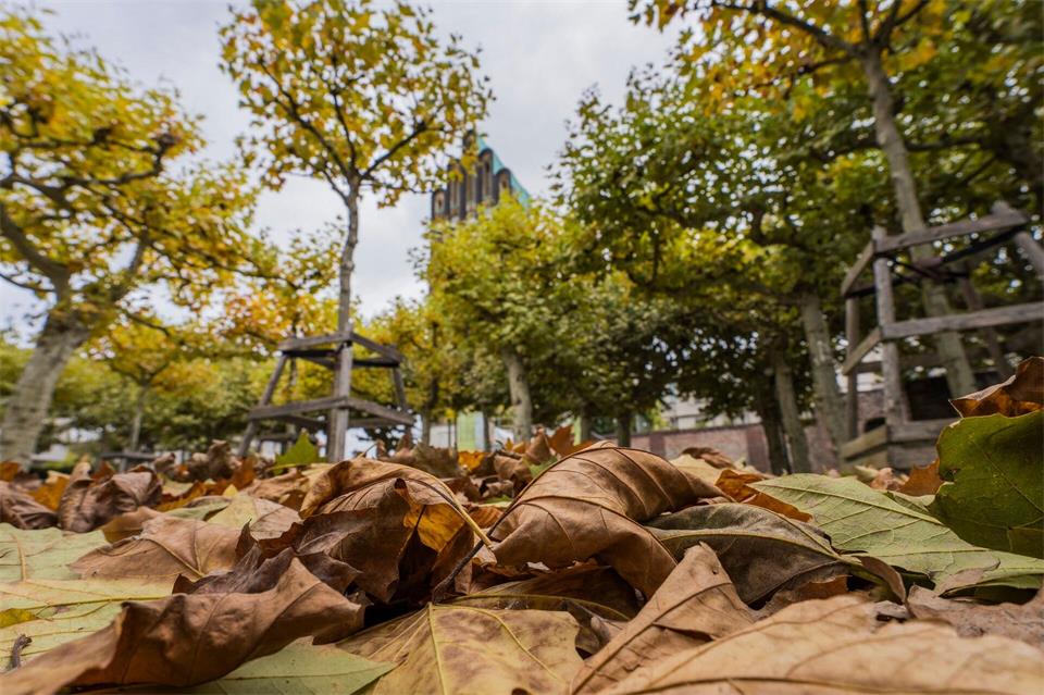 Das Wetter bleibt in der neuen Woche herbstlich-mild. Andreas Arnold/dpa