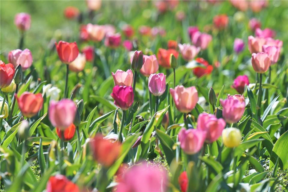 Das Wetter in Bayern soll frühlingshaft bleiben. (Archivbild)Malin Wunderlich/dpa