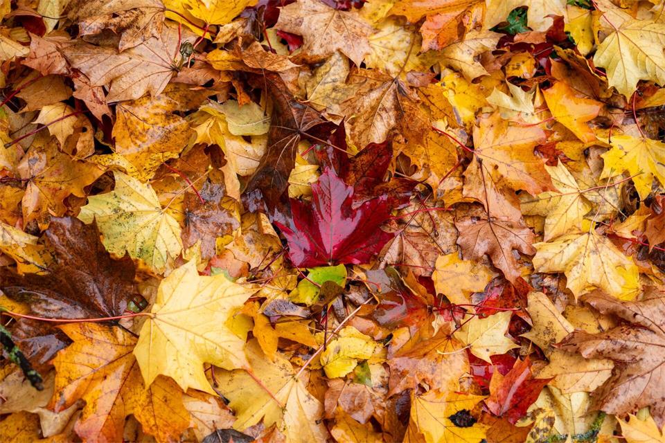 Das Wetter in Bayern zeigt sich weiter herbstlich. (Archivbild)Daniel Vogl/dpa