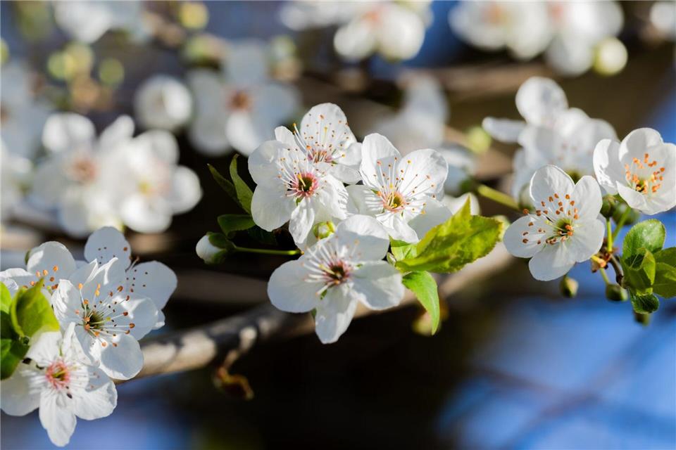 Das Wetter in Nordrhein-Westfalen bleibt in den kommenden Tagen freundlich. Rolf Vennenbernd/dpa
