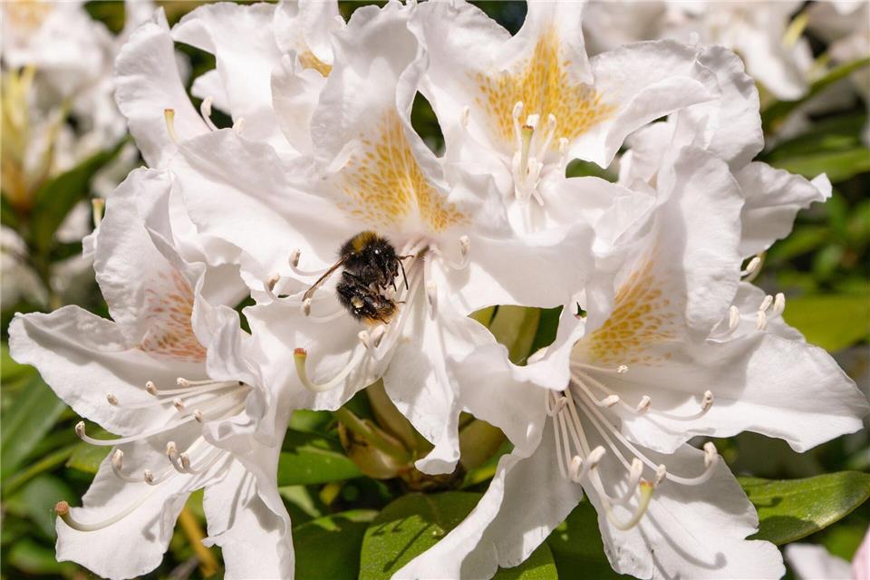 Das Wetter soll in den kommenden Tagen frühlingshaft bleiben.Benjamin Westhoff/dpa