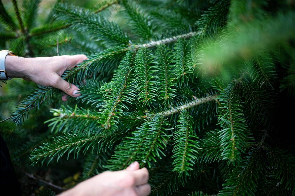 Das Wetter war in diesem Jahr günstig für die heimischen Weihnachtsbaumproduzenten. (Symbolbild)Sina Schuldt/dpa