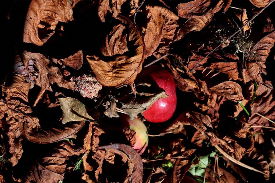 Das Wetter wird wieder wechselhafter. Mancherorts liegen vom Baum gefallene reife Äpfel zwischen Herbstlaub. Karl-Josef Hildenbrand/dpa