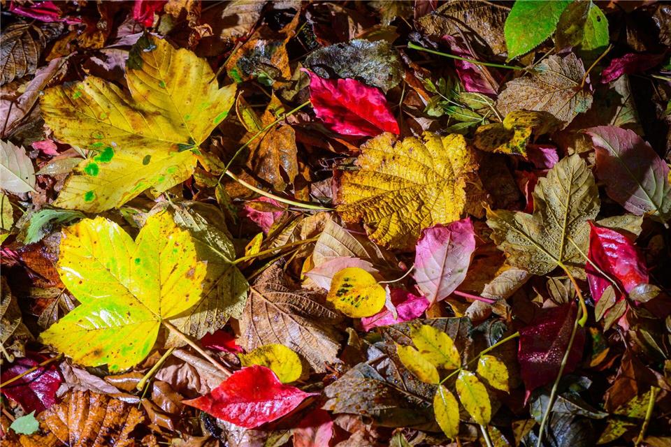 Windiges Herbstwetter mit Schauern in der Region Das Wetter zum Wochenende bleibt unbeständig mit Schauern und Windböen. (Symbolbild)Patrick Pleul/dpa