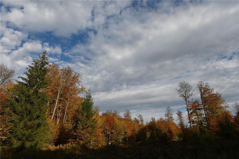 Das Wildnisgebiet liegt im Bereich des Waldes „Limker Strang“ im Solling.Swen Pförtner/dpa