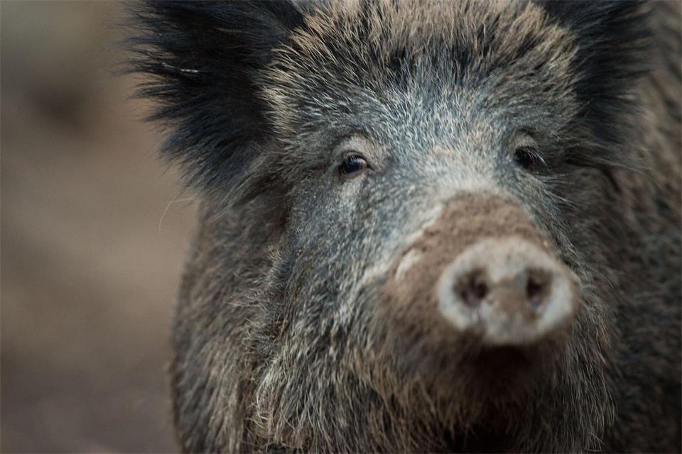 Das Wildschwein ist noch vor Ort verendet. (Symbolbild) Lino Mirgeler/dpa