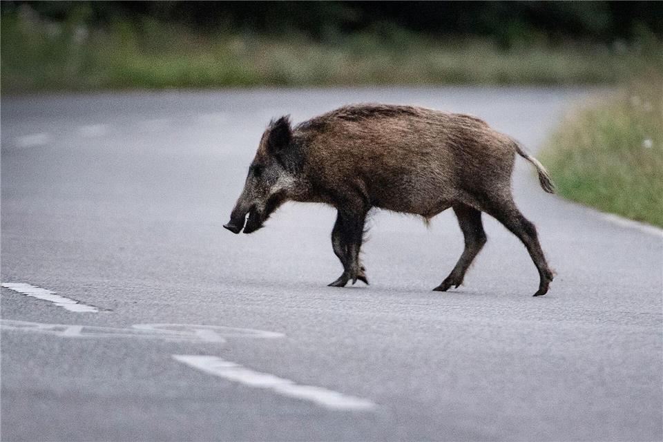 Motorradfahrer bei Unfall mit Wildschwein schwer verletzt Das Wildschwein verendete am Unfallort. (Symbolbild)Paul Zinken/dpa