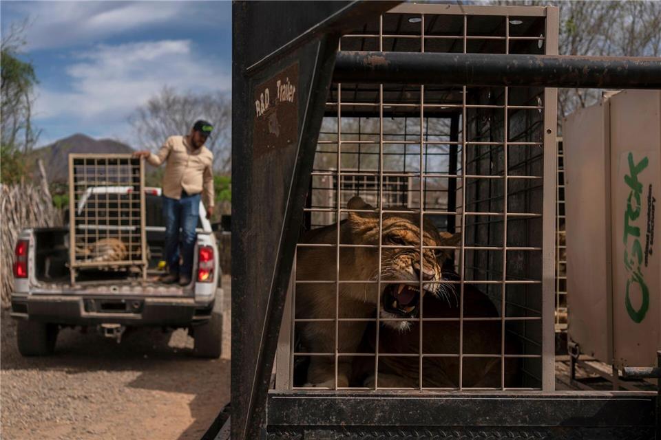 700 Wildtiere ziehen wegen Gewalt in Mexiko um Das Wildtierreservat Ostok wurde 2021 gegründet.Felix Marquez/AP/dpa