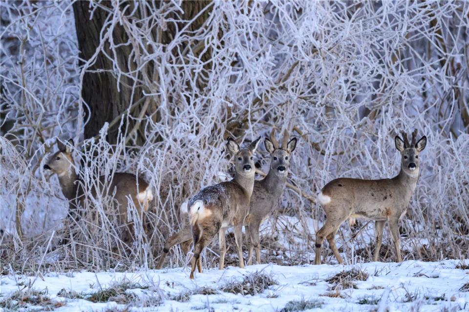 Das Winterwetter mit Eisschichten auf Wiesen und im Wald macht die Nahrungssuche für Rehe und andere Wildtiere schwierig. (Archivbild)Patrick Pleul/dpa